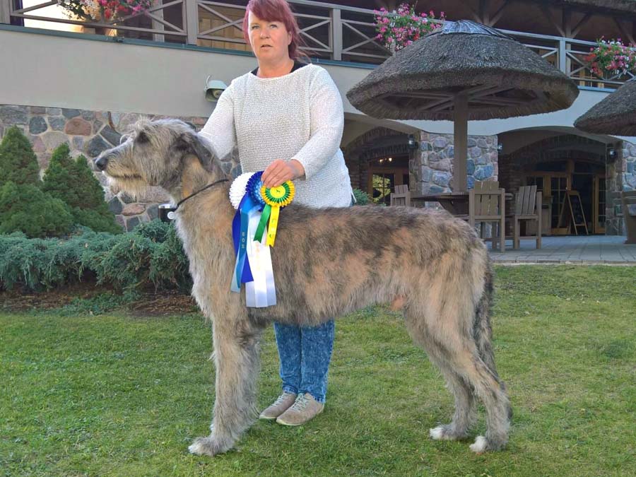 Irish Wolfhound. Kennel Tsarskaja Prihot