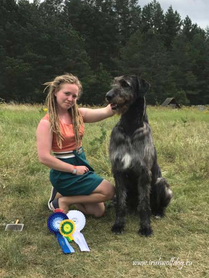 Irish Wolfhound. Kennel Tsarskaja Prihot