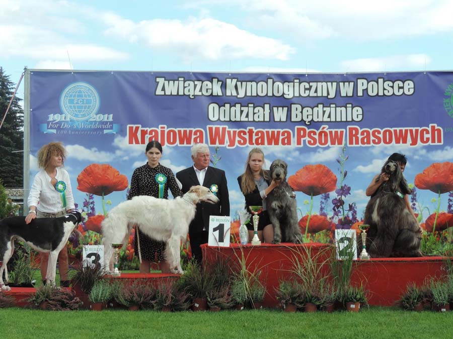 Ирландский волкодав. Питомник Царская Прихоть Irish Wolfhound. Kennel Tsarskaja Prihot