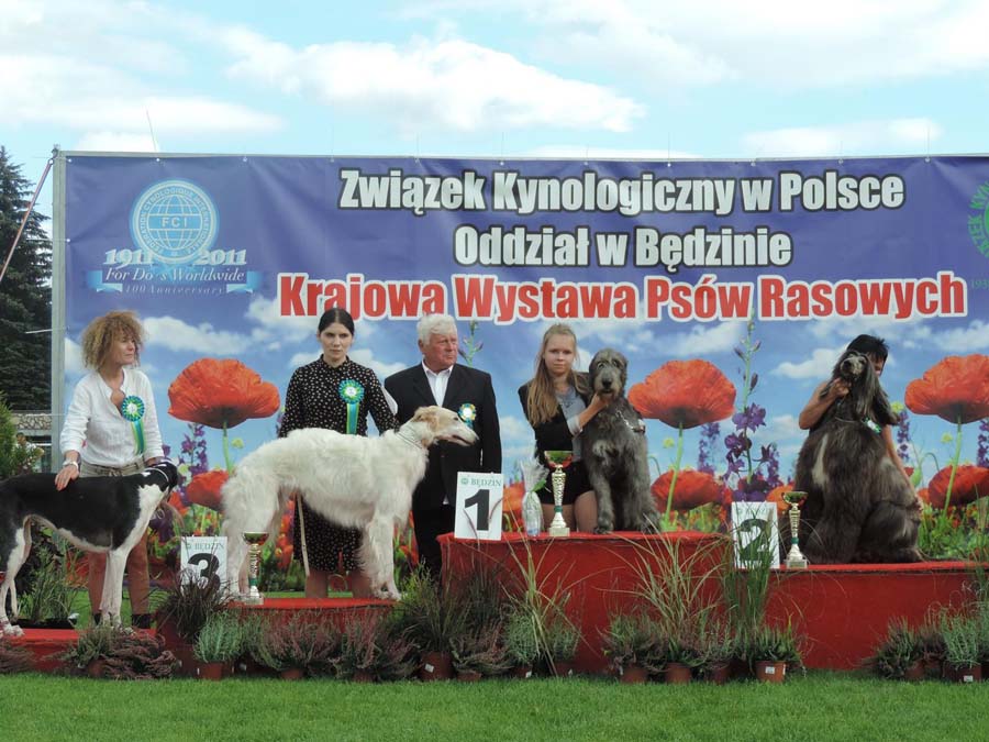 Irish Wolfhound. Kennel Tsarskaja Prihot