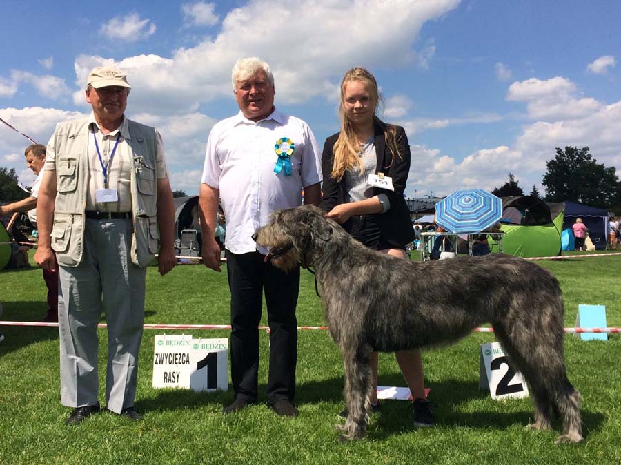 Irish Wolfhound. Kennel Tsarskaja Prihot