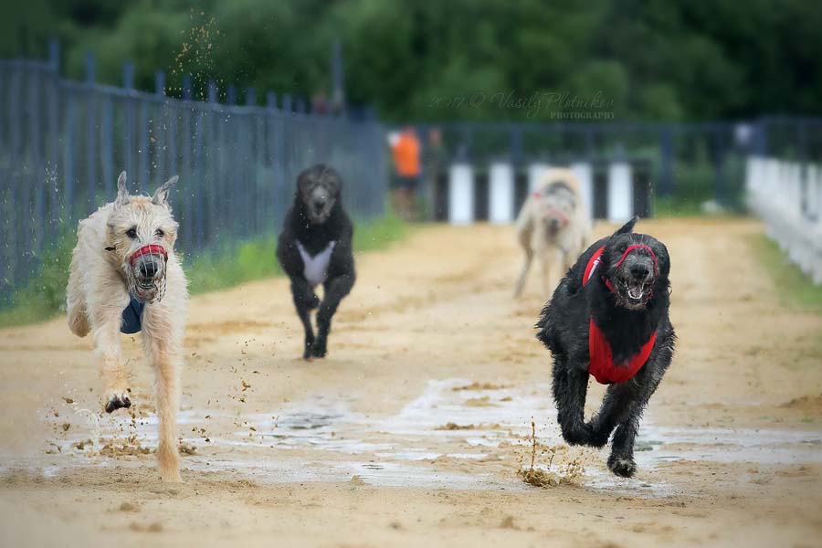 Irish Wolfhound. Kennel Tsarskaja Prihot