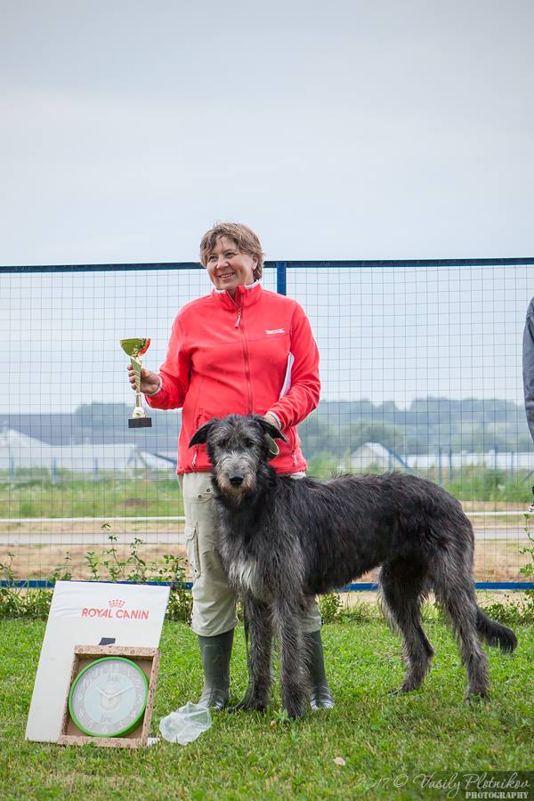 Irish Wolfhound. Kennel Tsarskaja Prihot