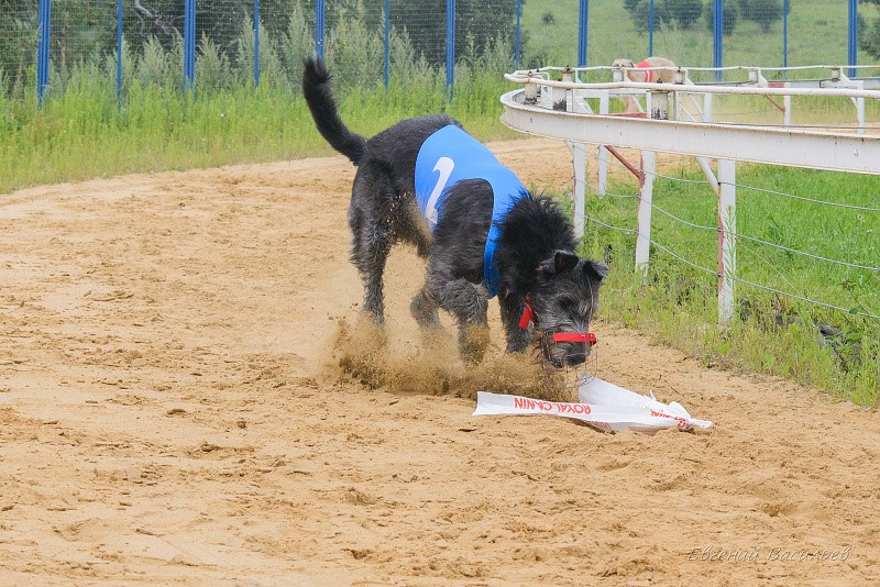 Irish Wolfhound. Kennel Tsarskaja Prihot