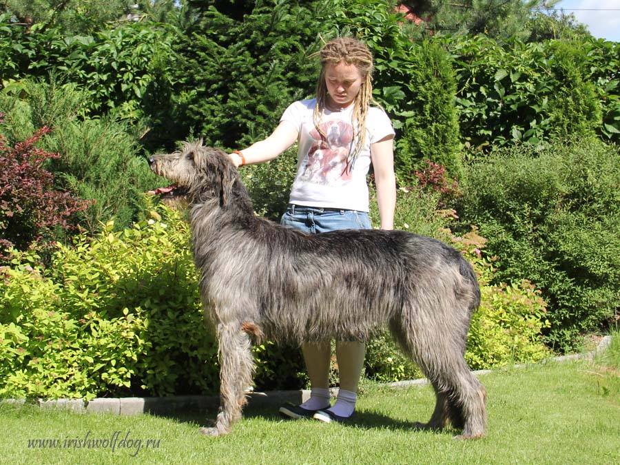 Irish Wolfhound. Kennel Tsarskaja Prihot