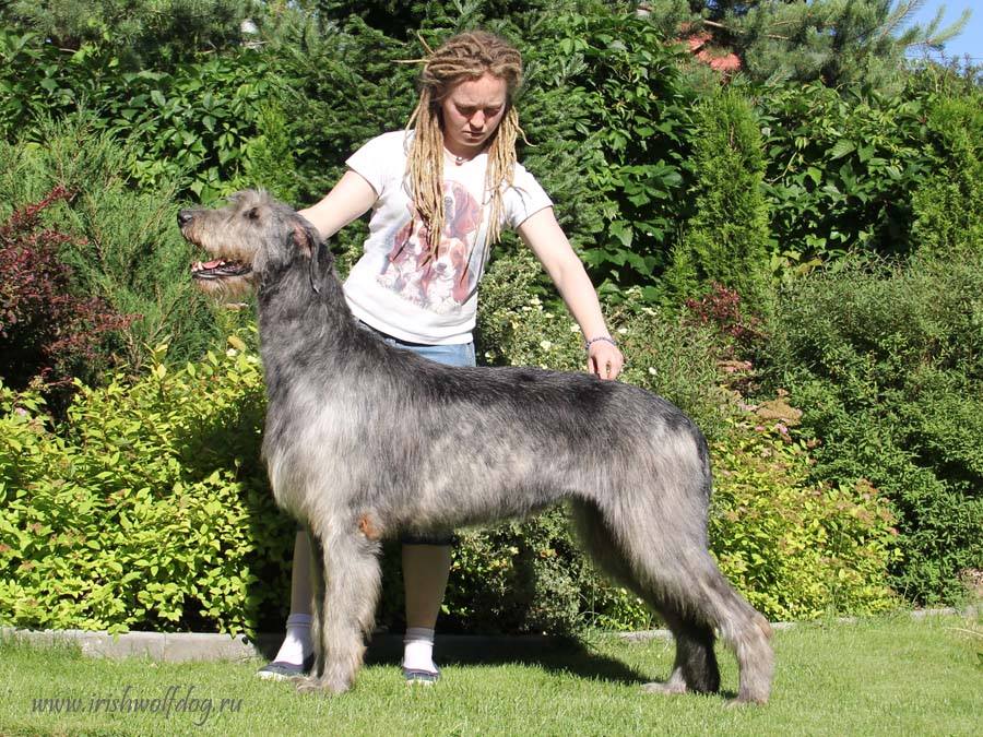 Irish Wolfhound. Kennel Tsarskaja Prihot