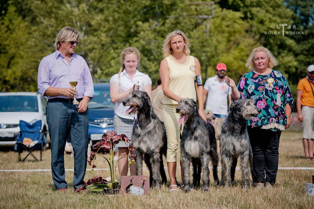 Irish Wolfhound. Kennel Tsarskaja Prihot