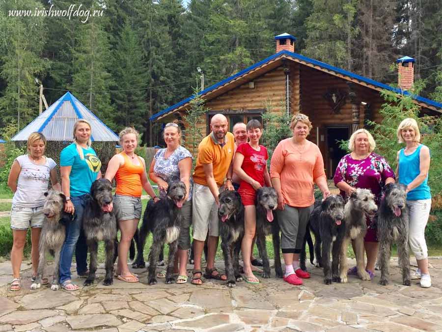Наша дружная команда Irish Wolfhound. Kennel Tsarskaja Prihot
