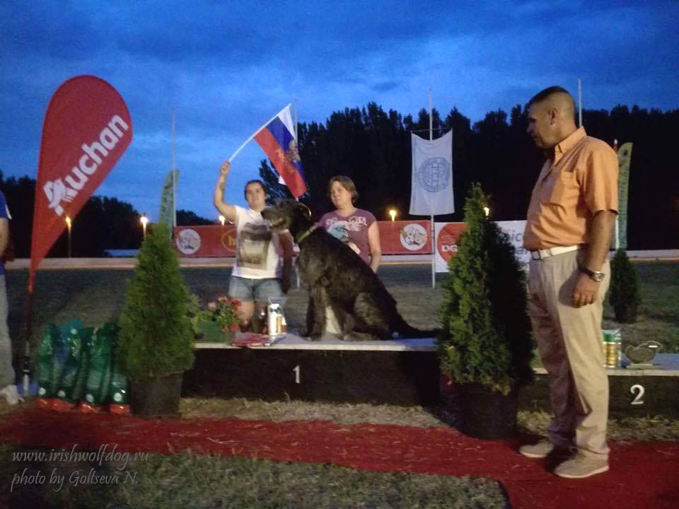 Ирландский волкодав. Питомник Царская Прихоть Irish Wolfhound. Kennel Tsarskaja Prihot