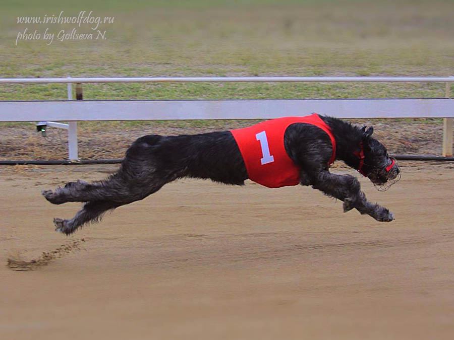 Ирландский волкодав. Питомник Царская Прихоть Irish Wolfhound. Kennel Tsarskaja Prihot