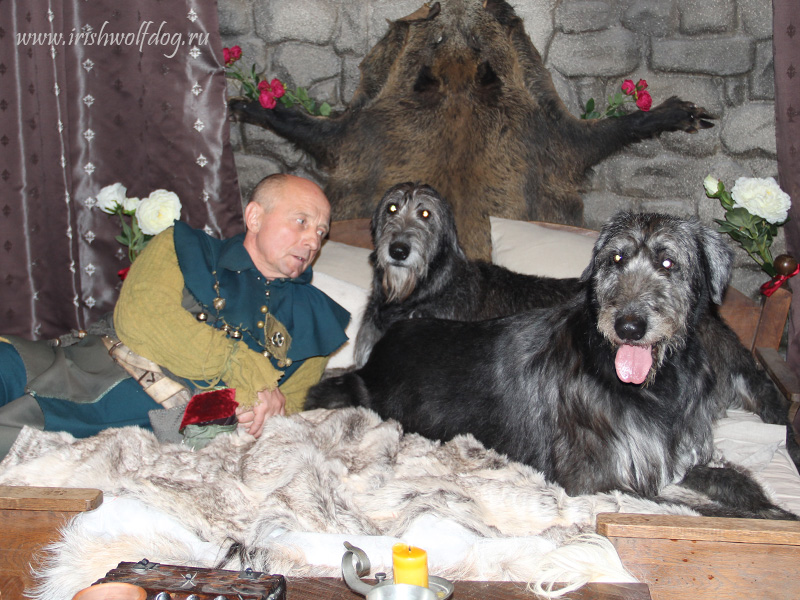 Irish Wolfhound. Kennel Tsarskaja Prihot