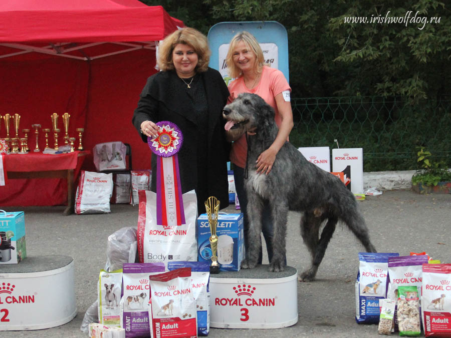 Irish Wolfhound. Kennel Tsarskaja Prihot