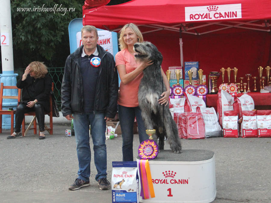 Irish Wolfhound. Kennel Tsarskaja Prihot