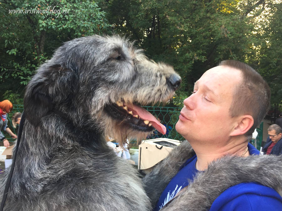 Irish Wolfhound. Kennel Tsarskaja Prihot