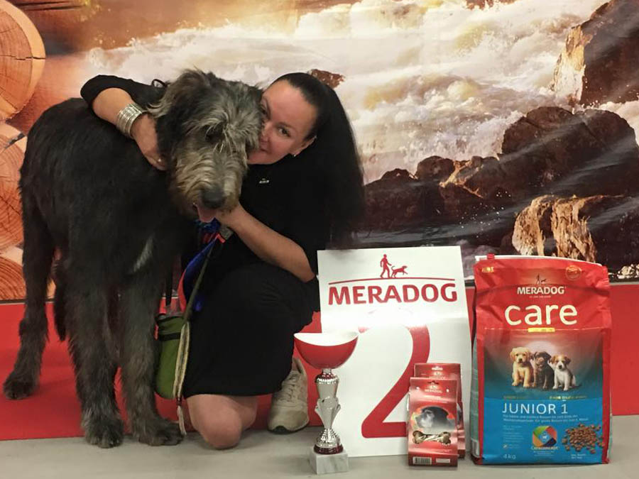 Ирландский волкодав. Питомник Царская Прихоть Irish Wolfhound. Kennel Tsarskaja Prihot