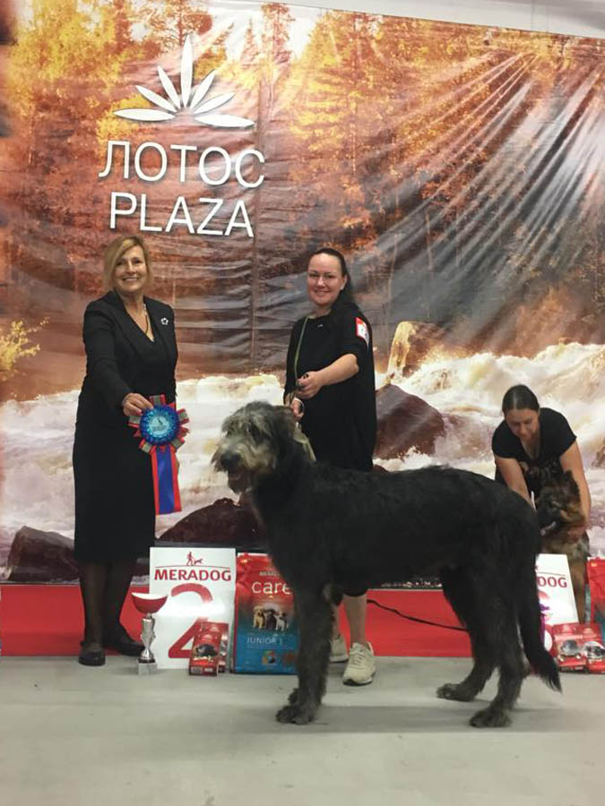 Irish Wolfhound. Kennel Tsarskaja Prihot