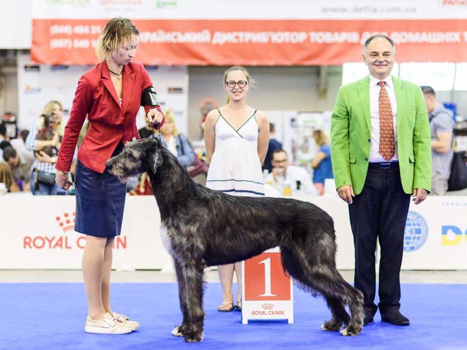 Irish Wolfhound. Kennel Tsarskaja Prihot