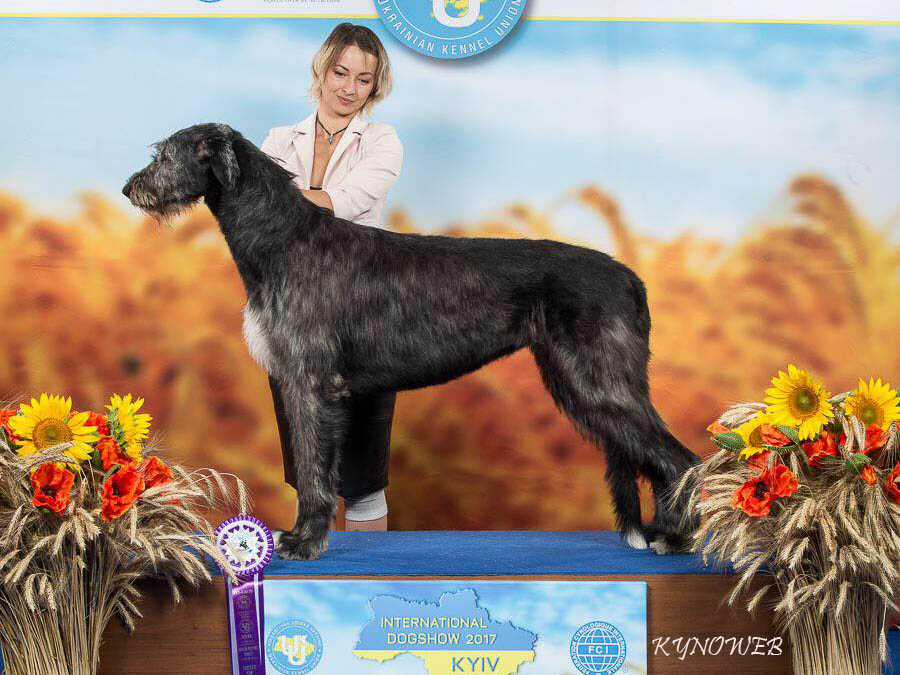 Irish Wolfhound. Kennel Tsarskaja Prihot