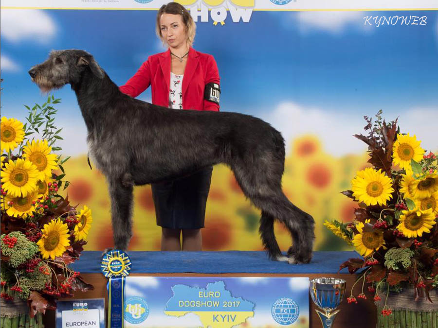 Irish Wolfhound. Kennel Tsarskaja Prihot