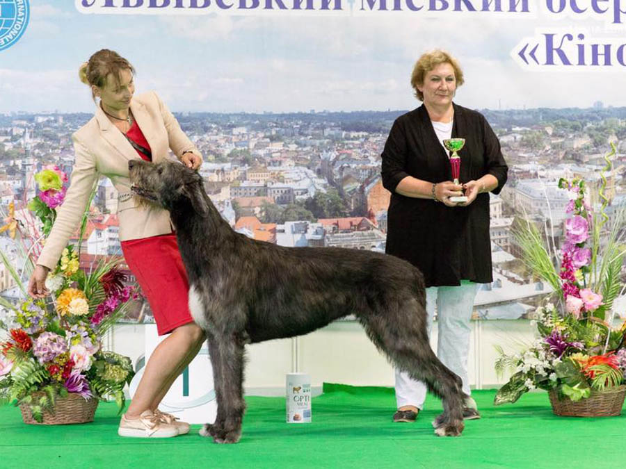 Irish Wolfhound. Kennel Tsarskaja Prihot