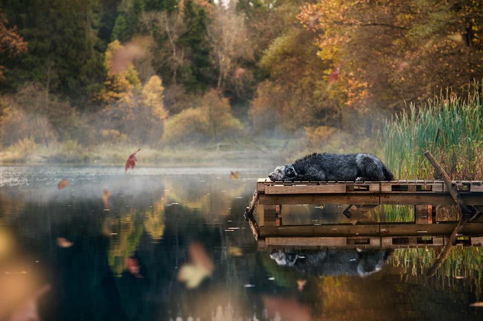 Irish Wolfhound. Kennel Tsarskaja Prihot