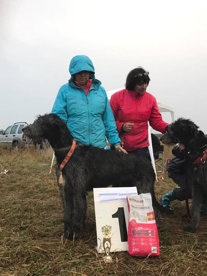 Irish Wolfhound. Kennel Tsarskaja Prihot