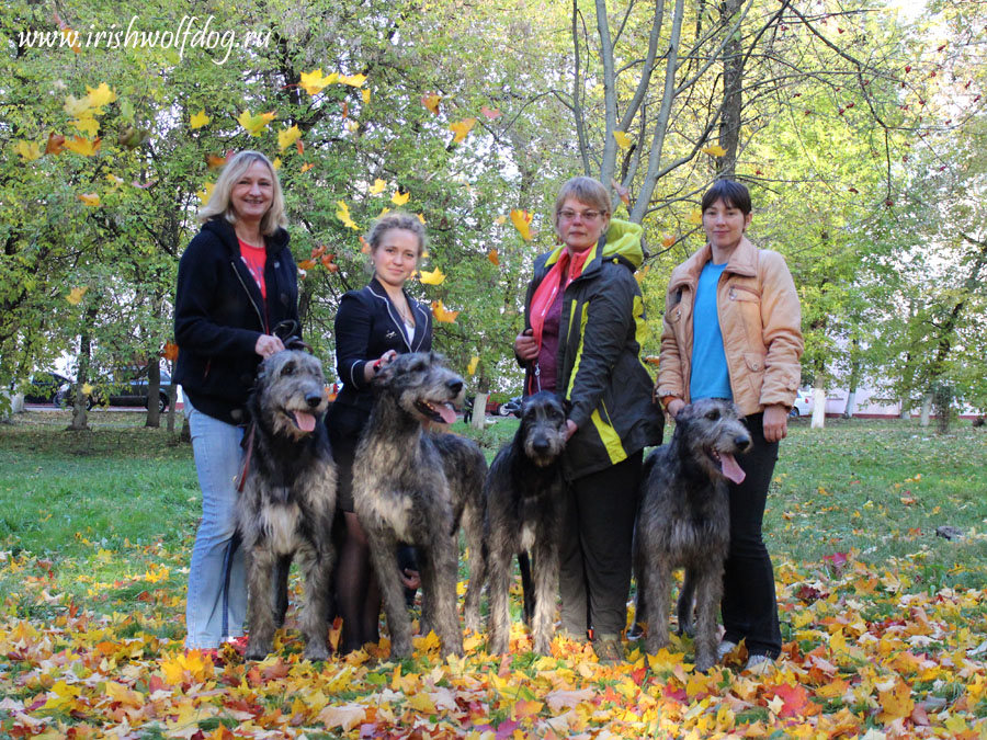 Irish Wolfhound. Kennel Tsarskaja Prihot