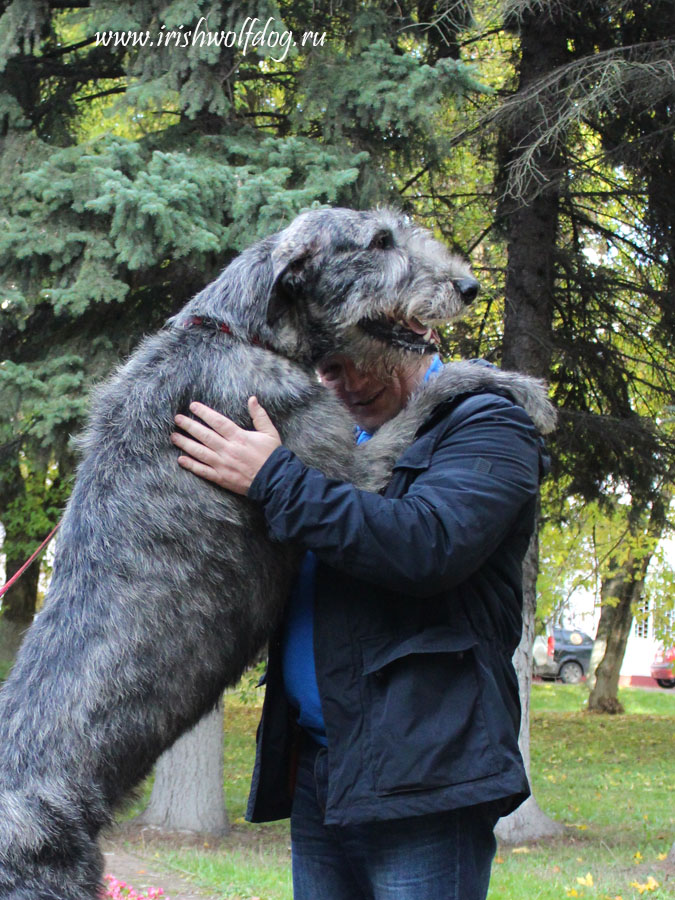 Irish Wolfhound. Kennel Tsarskaja Prihot