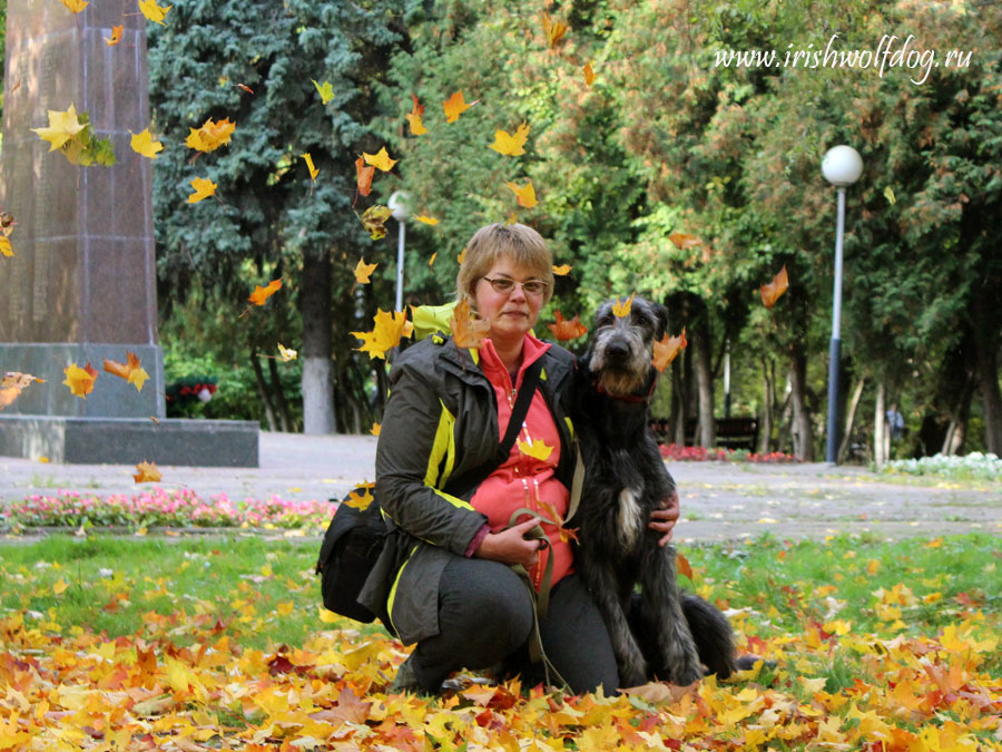 Irish Wolfhound. Kennel Tsarskaja Prihot