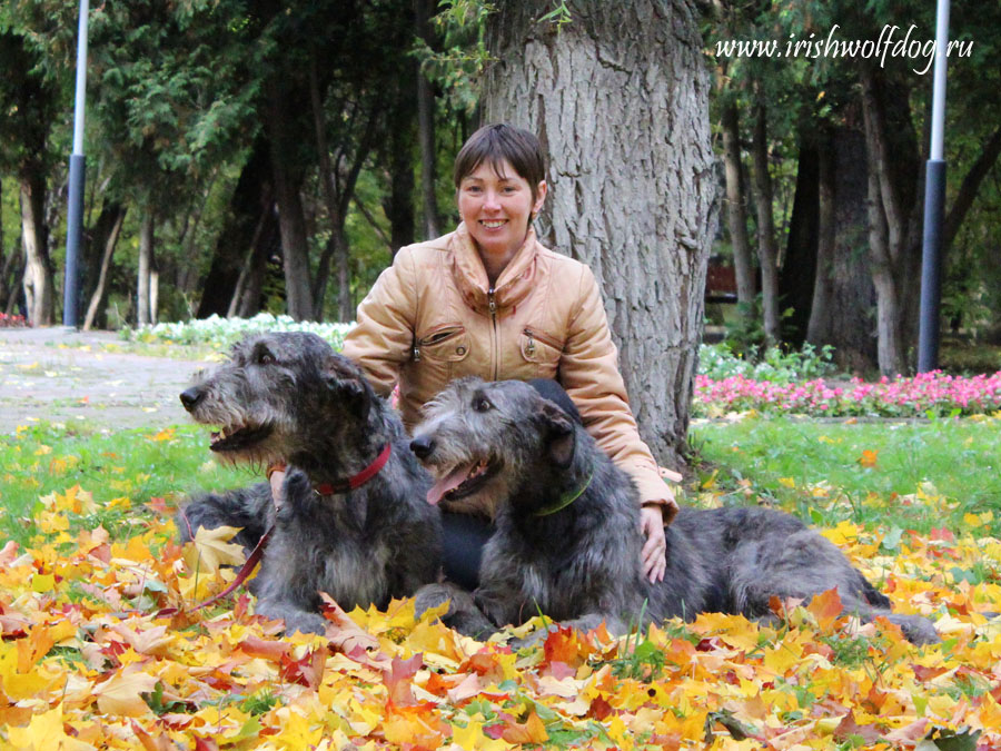 Ирландский волкодав. Питомник Царская Прихоть Irish Wolfhound. Kennel Tsarskaja Prihot