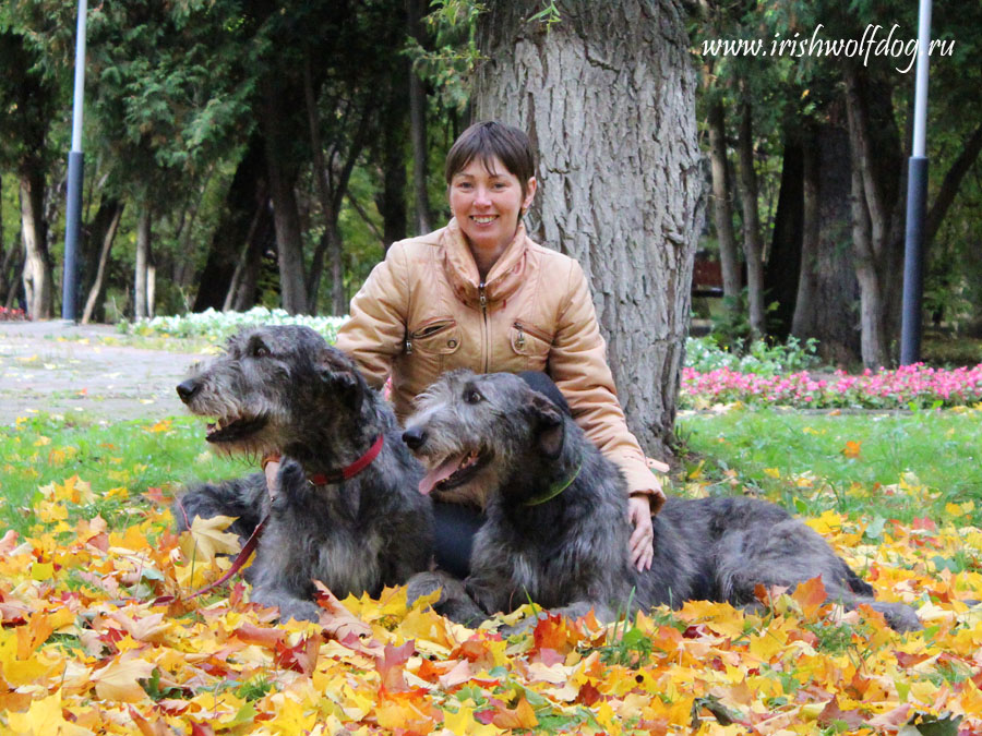 Irish Wolfhound. Kennel Tsarskaja Prihot