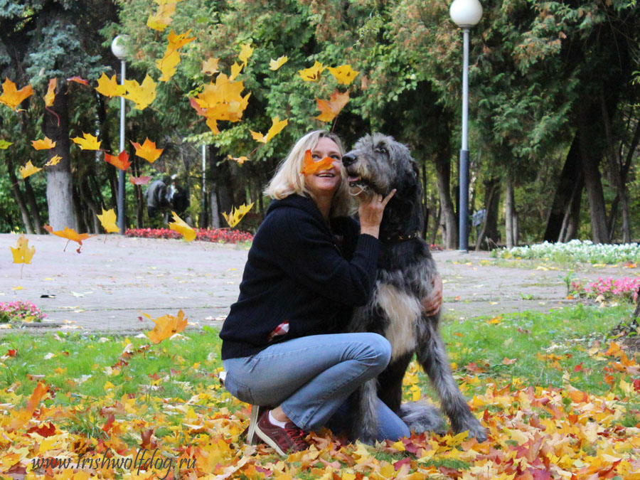 Irish Wolfhound. Kennel Tsarskaja Prihot