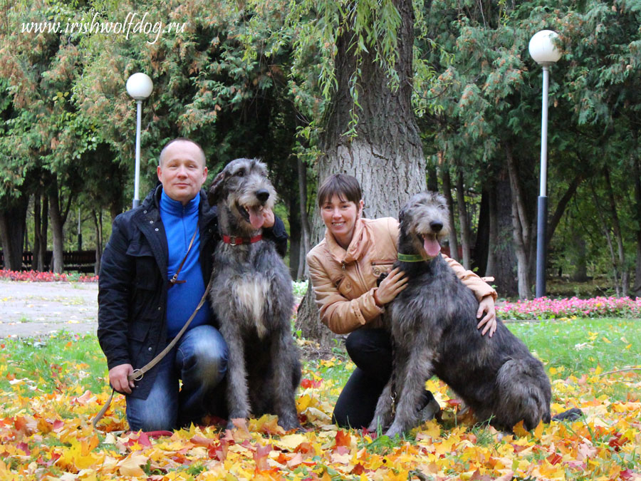 Irish Wolfhound. Kennel Tsarskaja Prihot