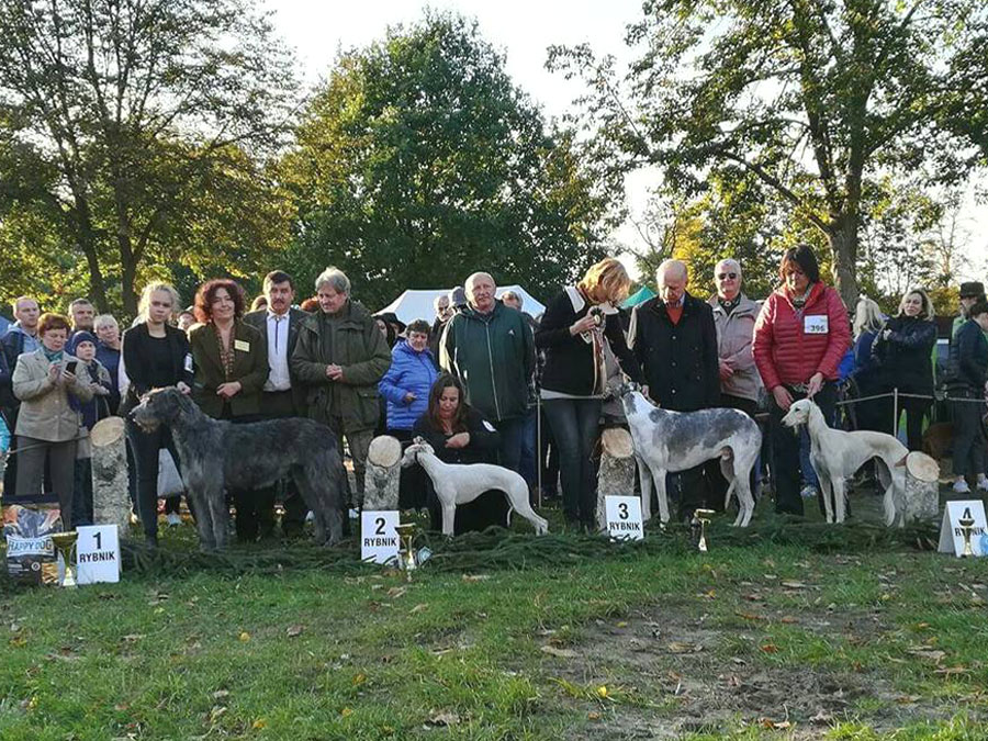 Irish Wolfhound. Kennel Tsarskaja Prihot