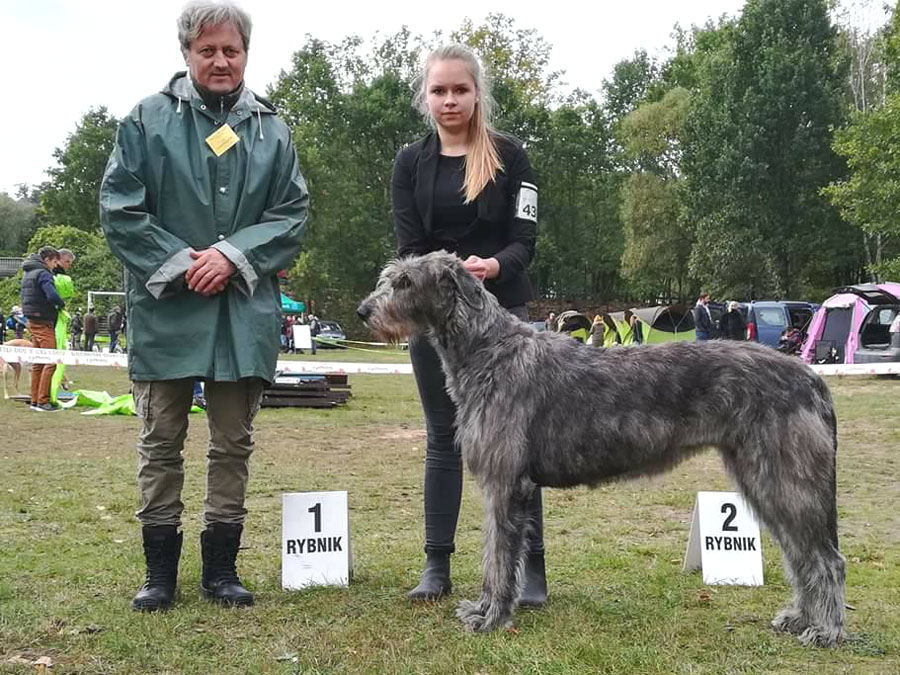 Irish Wolfhound. Kennel Tsarskaja Prihot