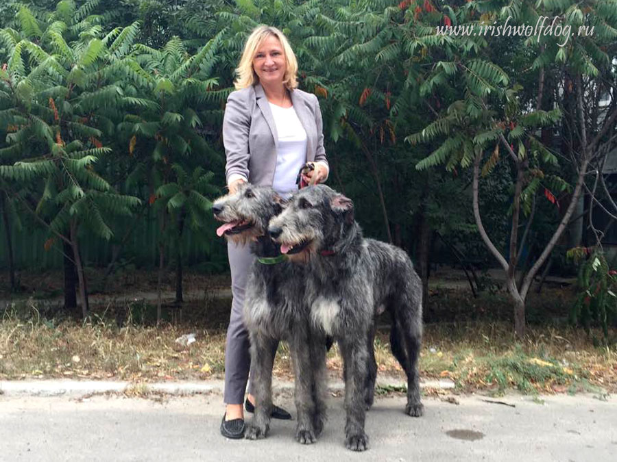 Irish Wolfhound. Kennel Tsarskaja Prihot