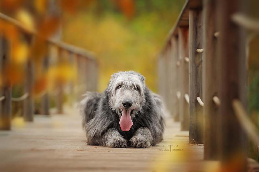 Irish Wolfhound. Kennel Tsarskaja Prihot