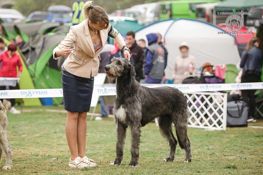 Irish Wolfhound. Kennel Tsarskaja Prihot