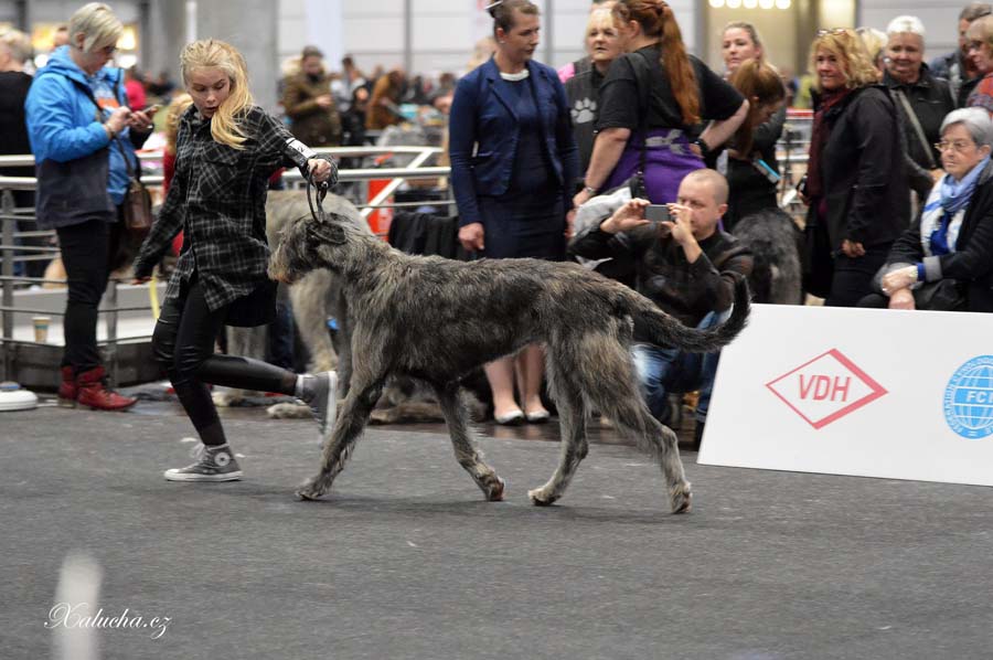 Irish Wolfhound. Kennel Tsarskaja Prihot