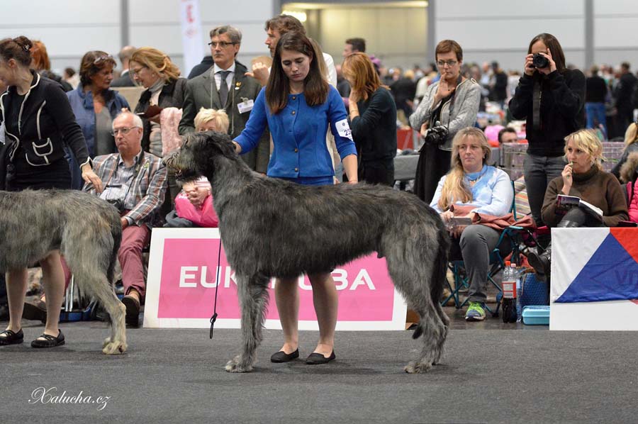 Царская Прихоть О'Брайан Irish Wolfhound. Kennel Tsarskaja Prihot