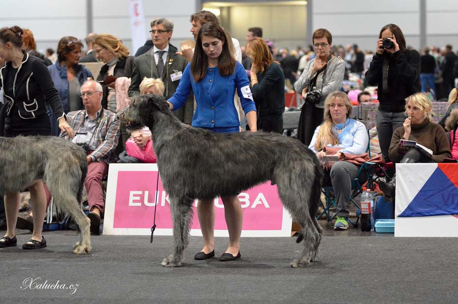 Irish Wolfhound. Kennel Tsarskaja Prihot