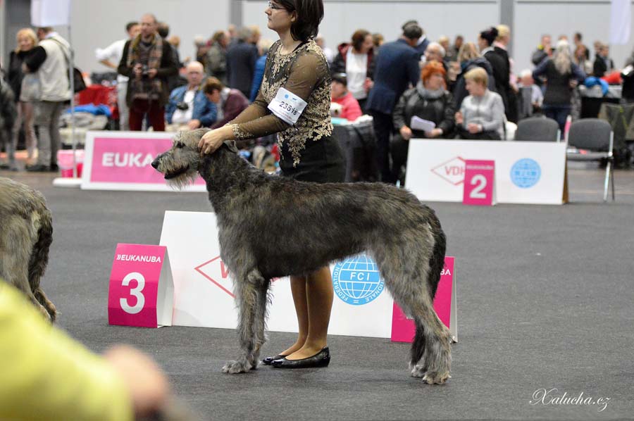 Irish Wolfhound. Kennel Tsarskaja Prihot