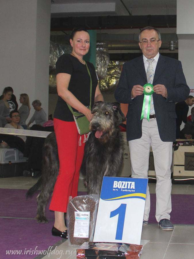 Irish Wolfhound. Kennel Tsarskaja Prihot