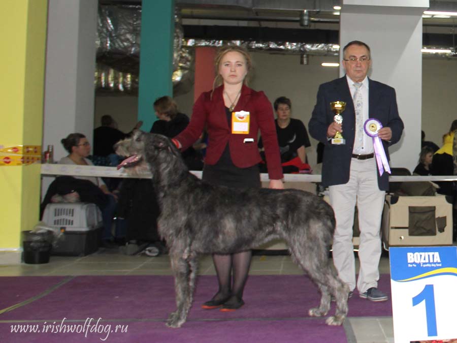 Irish Wolfhound. Kennel Tsarskaja Prihot