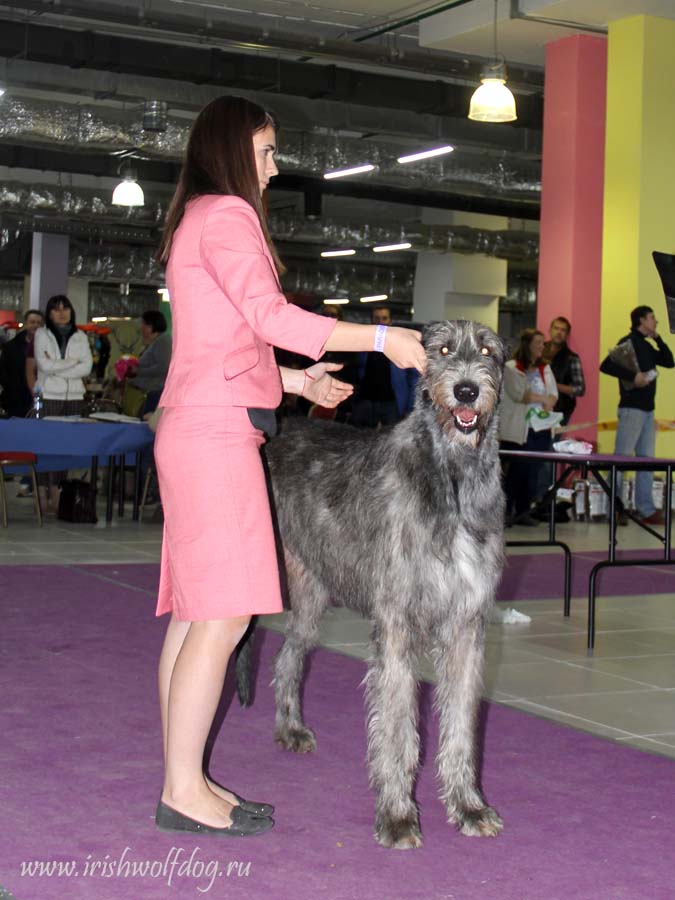 Irish Wolfhound. Kennel Tsarskaja Prihot