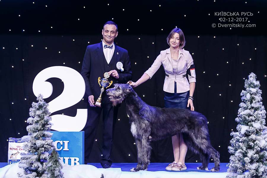 Irish Wolfhound. Kennel Tsarskaja Prihot