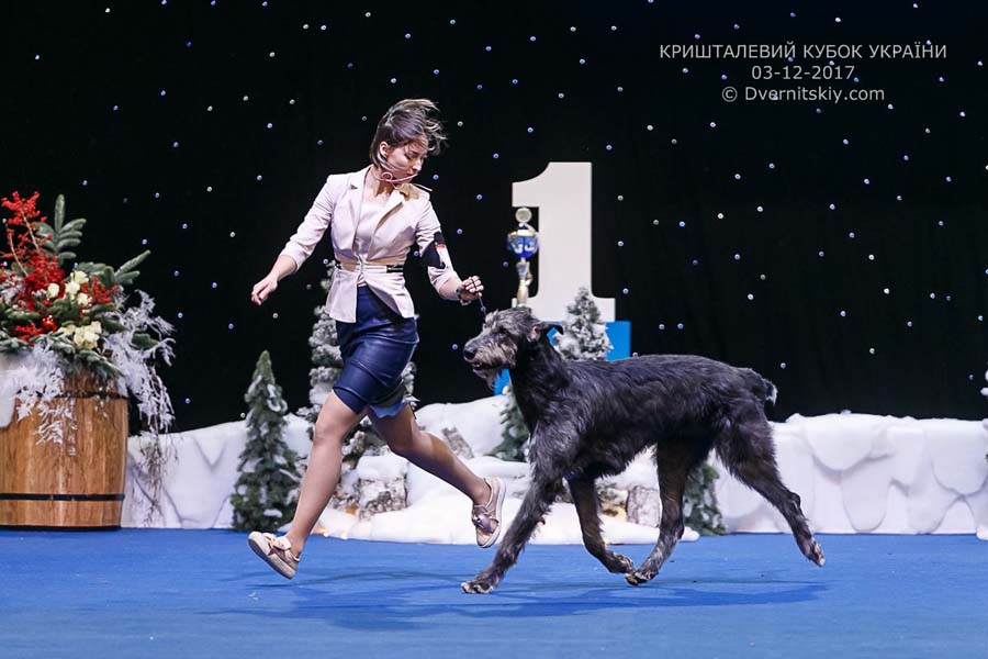 Irish Wolfhound. Kennel Tsarskaja Prihot