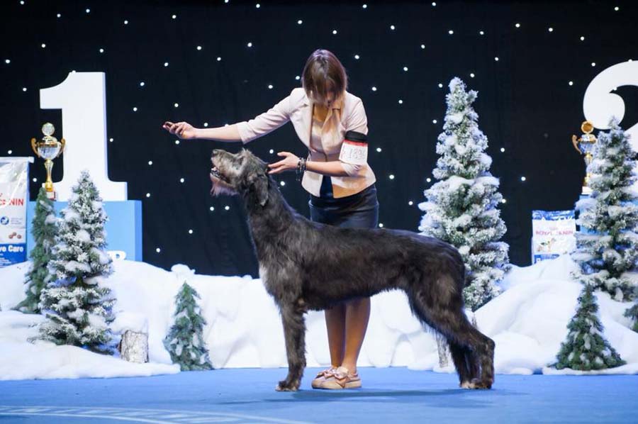 Irish Wolfhound. Kennel Tsarskaja Prihot