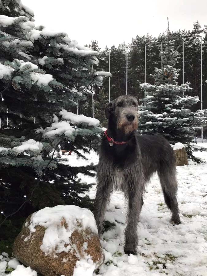 Irish Wolfhound. Kennel Tsarskaja Prihot