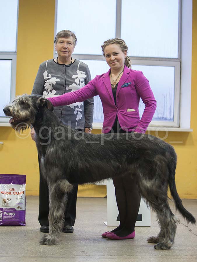 Irish Wolfhound. Kennel Tsarskaja Prihot